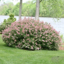 Scent And Sensibility™ Pink Lilac -Florist Shop syringa scent sensibility pink 3