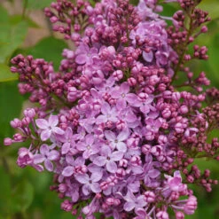 Scentara Pura® Lilac -Florist Shop syringa scentara pura 5