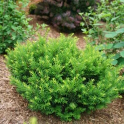 Stonehenge Dark Druid® Yew 6 Stonehenge Dark Druid® Yew -Florist Shop taxus stonehenge dark druid yew 3