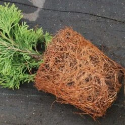 'Emerald Green' Arborvitae (aka 'Smaragd') -Florist Shop thuja emerald arborvitae 4 sw