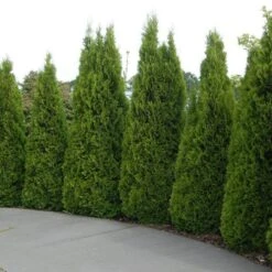 'Emerald Green' Arborvitae (aka 'Smaragd') -Florist Shop thuja emerald arborvitae 5 sw