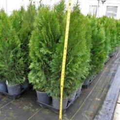'Emerald Green' Arborvitae (aka 'Smaragd') -Florist Shop thuja emerald arborvitae 6 sw