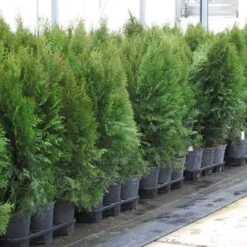 'Emerald Green' Arborvitae (aka 'Smaragd') -Florist Shop thuja emerald arborvitae 7 sw