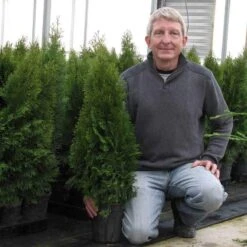 'Emerald Green' Arborvitae (aka 'Smaragd') -Florist Shop thuja emerald arborvitae 8 sw