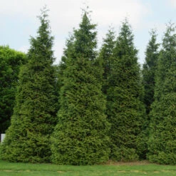 'Green Giant' Arborvitae/Thuja 11 'Green Giant' Arborvitae/Thuja -Florist Shop thuja green giant 3copy2