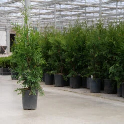 'Green Giant' Arborvitae/Thuja 9 'Green Giant' Arborvitae/Thuja -Florist Shop thuja green giant 8copy