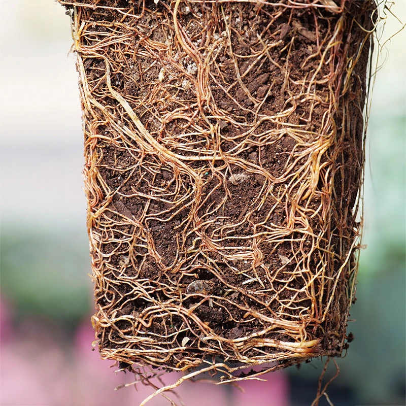 'Green Giant' Arborvitae/Thuja 4 'Green Giant' Arborvitae/Thuja - Image 4