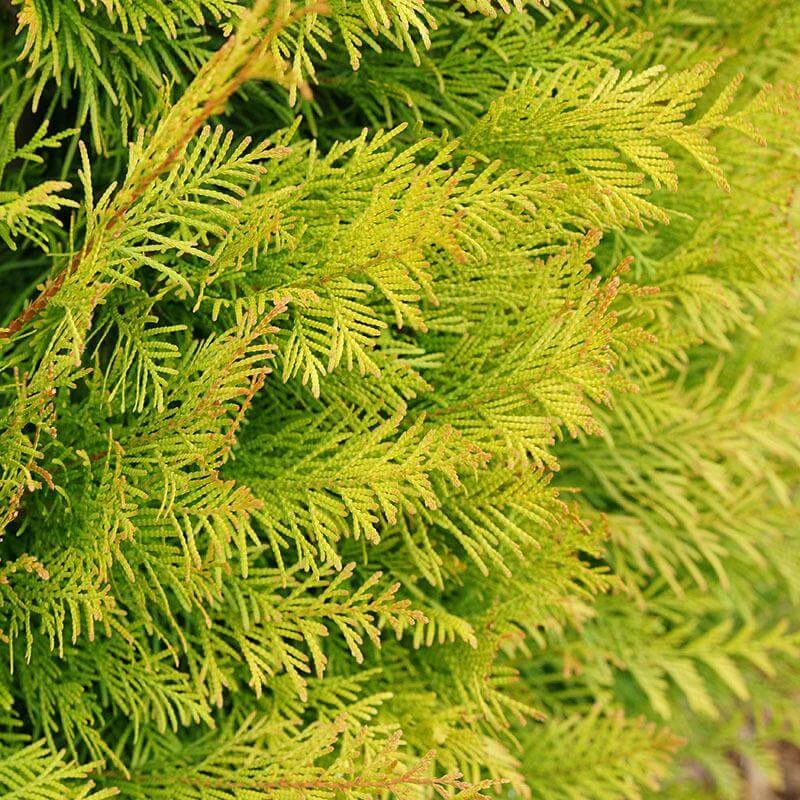 Fluffy® Arborvitae 2 Fluffy® Arborvitae - Image 2