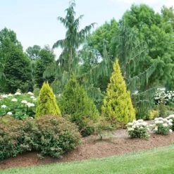 Fluffy® Arborvitae 6 Fluffy® Arborvitae -Florist Shop thuja plicata fluffy 3 sw