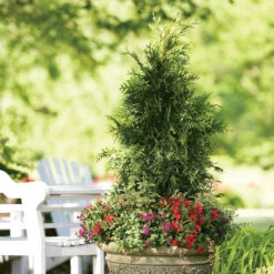 Spring Grove® Western Arborvitae 7 Spring Grove® Western Arborvitae -Florist Shop thuja plicata spring grove 3