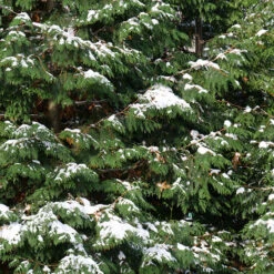 Spring Grove® Western Arborvitae 8 Spring Grove® Western Arborvitae -Florist Shop thuja plicata spring grove 4