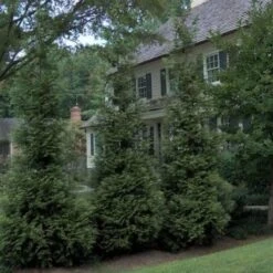 'Hetz Wintergreen' Arborvitae -Florist Shop thuja wintergreen arborvitae 3 sw