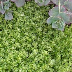 'Archer's Gold' Thyme