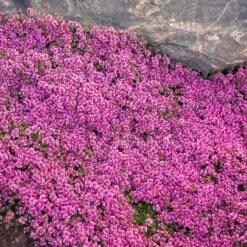 Red Creeping Thyme -Florist Shop thymus coccineus creeping thyme 2 sw