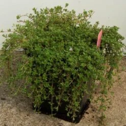 Red Creeping Thyme -Florist Shop thymus coccineus creeping thyme 4 sw