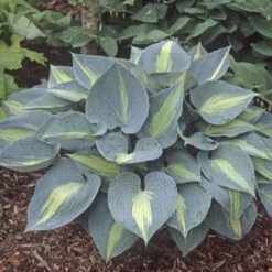 'Touch Of Class' Hosta -Florist Shop touch of class hosta 4