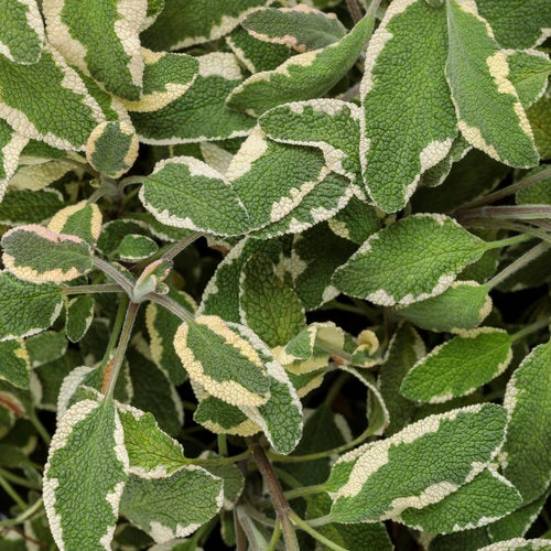 Tricolor Sage 1 Tricolor Sage