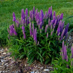 Magic Show® 'Purple Illusion' Spike Speedwell