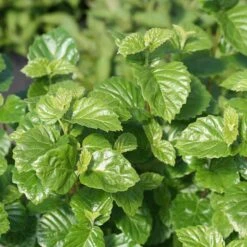 Glitters & Glows™ Viburnum Combination 8 Glitters & Glows™ Viburnum Combination -Florist Shop viburnum all that glitters 2 sw