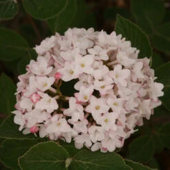 Spice Baby™ Koreanspice Viburnum 6 Spice Baby™ Koreanspice Viburnum -Florist Shop viburnum carlesii spice baby 3