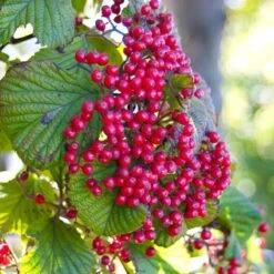 Cardinal Candy® Linden Viburnum -Florist Shop viburnum dilitatum cardinal candy 3 sw
