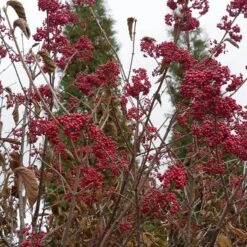 Cardinal Candy® Linden Viburnum -Florist Shop viburnum dilitatum cardinal candy 4 sw