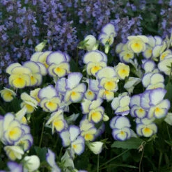 'Etain' Perennial Violet -Florist Shop viola etain 2