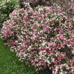Czechmark Trilogy® Weigela -Florist Shop weigela czechmark trilogy 2 sw