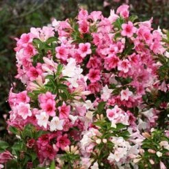 Czechmark Trilogy® Weigela -Florist Shop weigela czechmark trilogy 3 sw