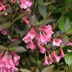 Fine Wine® Weigela -Florist Shop weigela fine wine 1 40a5c063 a4d6 43a3 b771 a0f568dc6019