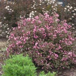 Fine Wine® Weigela