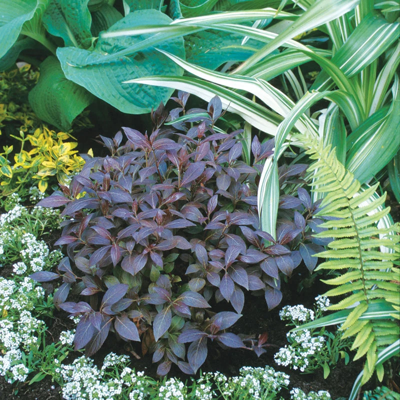 Midnight Wine® Weigela 2 Midnight Wine® Weigela - Image 2