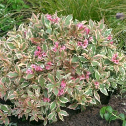 My Monet® Weigela