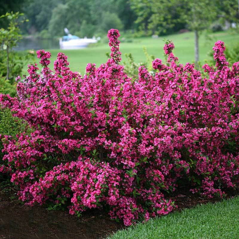 Sonic Bloom® Pink Weigela 1 Sonic Bloom® Pink Weigela