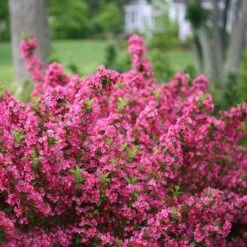 Sonic Bloom® Pink Weigela 9 Sonic Bloom® Pink Weigela -Florist Shop weigela sonic bloom pink 2