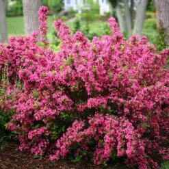 Sonic Bloom® Pink Weigela 10 Sonic Bloom® Pink Weigela -Florist Shop weigela sonic bloom pink 3