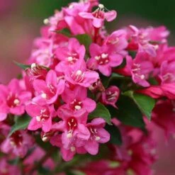 Sonic Bloom® Pink Weigela 11 Sonic Bloom® Pink Weigela -Florist Shop weigela sonic bloom pink 5