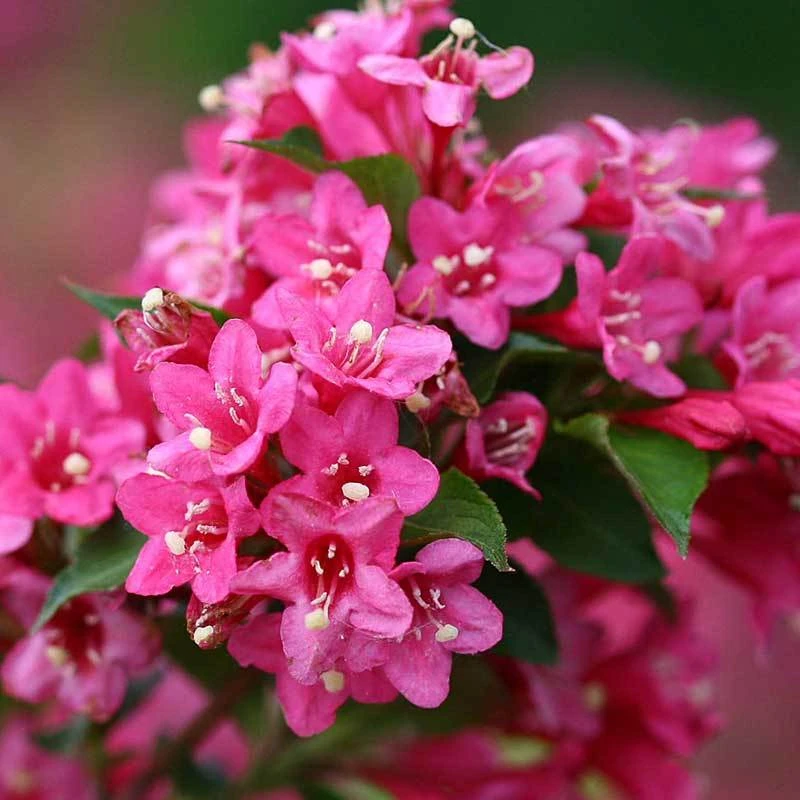 Sonic Bloom® Pink Weigela 5 Sonic Bloom® Pink Weigela - Image 5