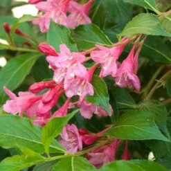 Sonic Bloom® Pink Weigela 12 Sonic Bloom® Pink Weigela -Florist Shop weigela sonic bloom pink 6