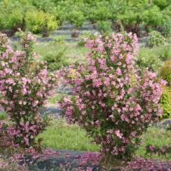 Sonic Bloom® Pure Pink Weigela 6 Sonic Bloom® Pure Pink Weigela -Florist Shop weigela sonic bloom pure pink 3
