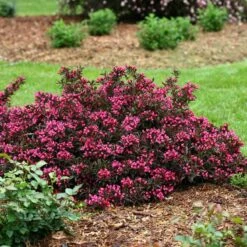 Spilled Wine® Weigela 8 Spilled Wine® Weigela -Florist Shop weigela spilled wine 3