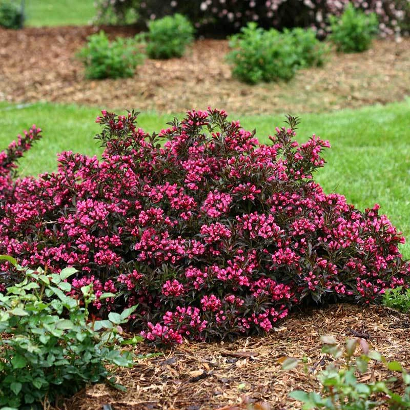 Spilled Wine® Weigela 3 Spilled Wine® Weigela - Image 3