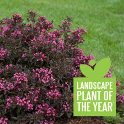 Spilled Wine® Weigela 9 Spilled Wine® Weigela -Florist Shop weigela spilled wine 4