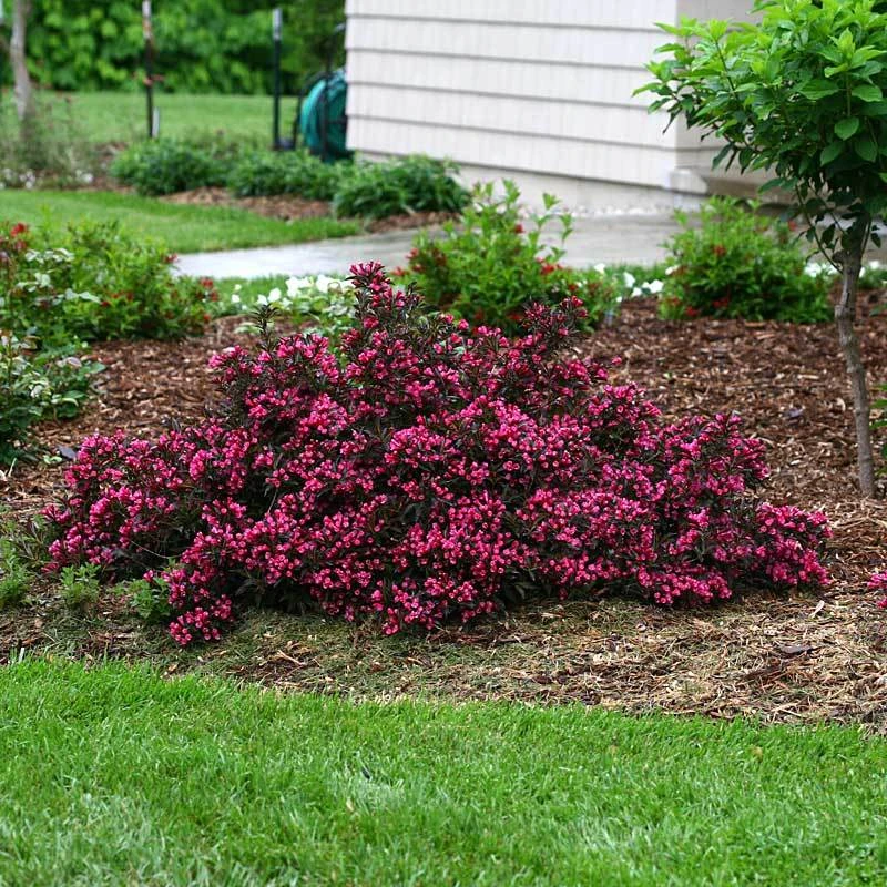 Spilled Wine® Weigela 5 Spilled Wine® Weigela - Image 5