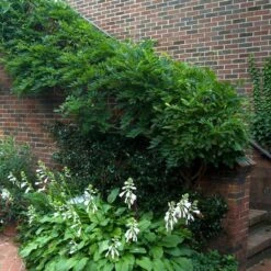 'Amethyst Falls' Wisteria 5 'Amethyst Falls' Wisteria -Florist Shop wisteria amethyst falls 5 sw